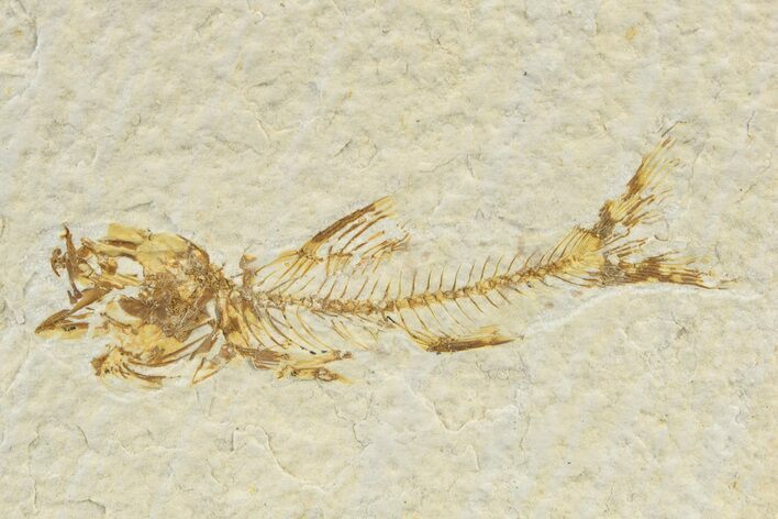 Rare, Fossil Fish (Amphiplaga) - Green River Formation #240384